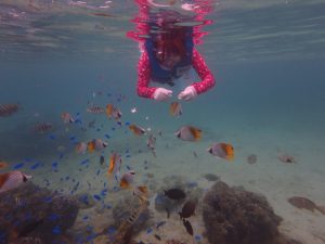 沖縄の海でエサに寄って来る熱帯魚